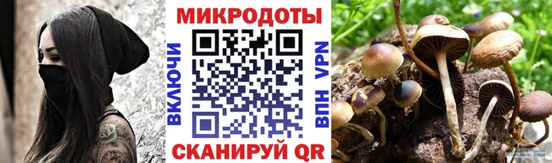 Псилоцибиновые грибы Psilocybe Сысерть